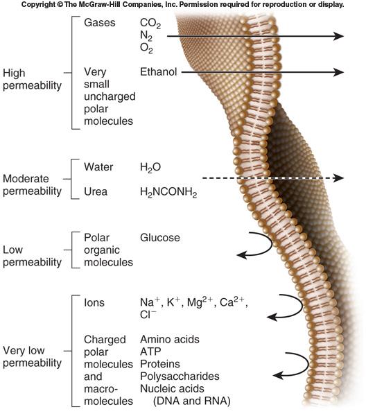 Trasporti attraverso le membrane: Schema dei sistemi di trasporto Sistemi di trasporto di membrana Trasporto passivo Trasporto attivo -ΔG Diffusione semplice Diffusione facilitata Trasporto Attivo