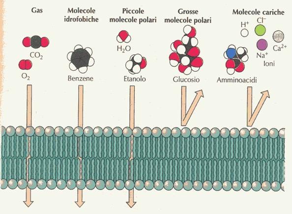 DIFFUSIONE SEMPLICE Permeabilità del doppio strato lipidico 21/10/18 Diffusione e osmosi 7 La diffusione sposta i soluti verso l equilibrio, tendendo a formare, da una distribuzione casuale, una