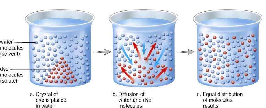 Un richiamo per comprendere le funzioni: Diffusione e Osmosi 21/10/18 Diffusione e osmosi 11 Un richiamo per comprendere le funzioni: Diffusione e Osmosi PERMEABILE al soluto IMPERMEABILE al soluto