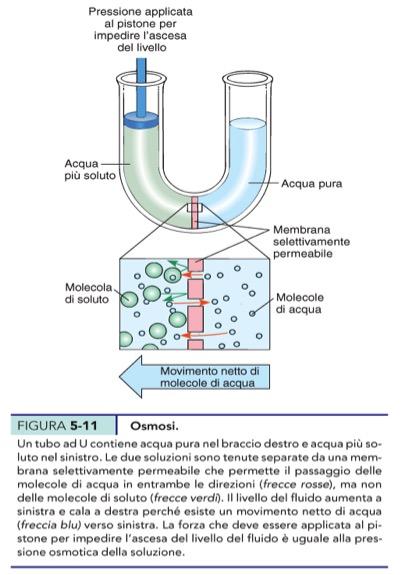 meno concentrata.