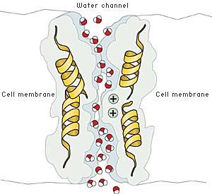 ACQUAPORINE 21/10/18 Trasporto di membrana 15 The Nobel Prize in Chemistry 2003 was awarded "for discoveries concerning channels in cell membranes" jointly with one half to Peter Agre "for the