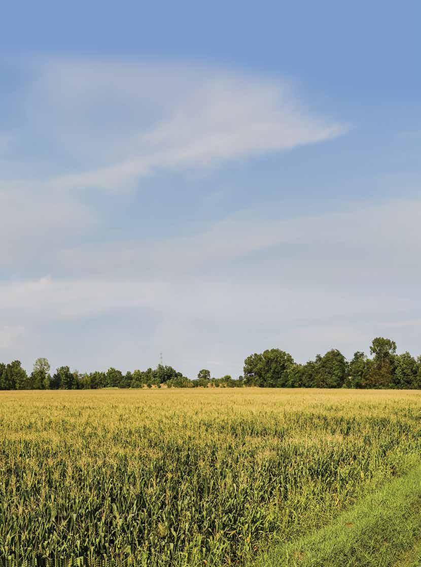 In particolare, in funzione delle diverse destinazioni d uso del mais, per la stagione di semina 2018 Syngenta propone soluzioni specifiche per: massimizzare le
