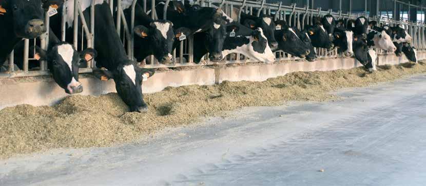 La soluzione per gli allevamenti di bovini da latte e da carne L incremento della produttività della stalla Da anni Syngenta seleziona i migliori ibridi da trinciato, indirizzando la ricerca verso