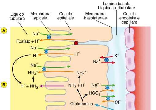 Meccanismi del tubulo