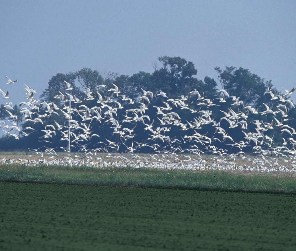 cultura e ambiente Cultura e Ambiente Nello stesso periodo l assetto del territorio venne ulteriormente modificato grazie ad un nuovo stema idraulico che, mediante i retrati, consorzi di bonifica e