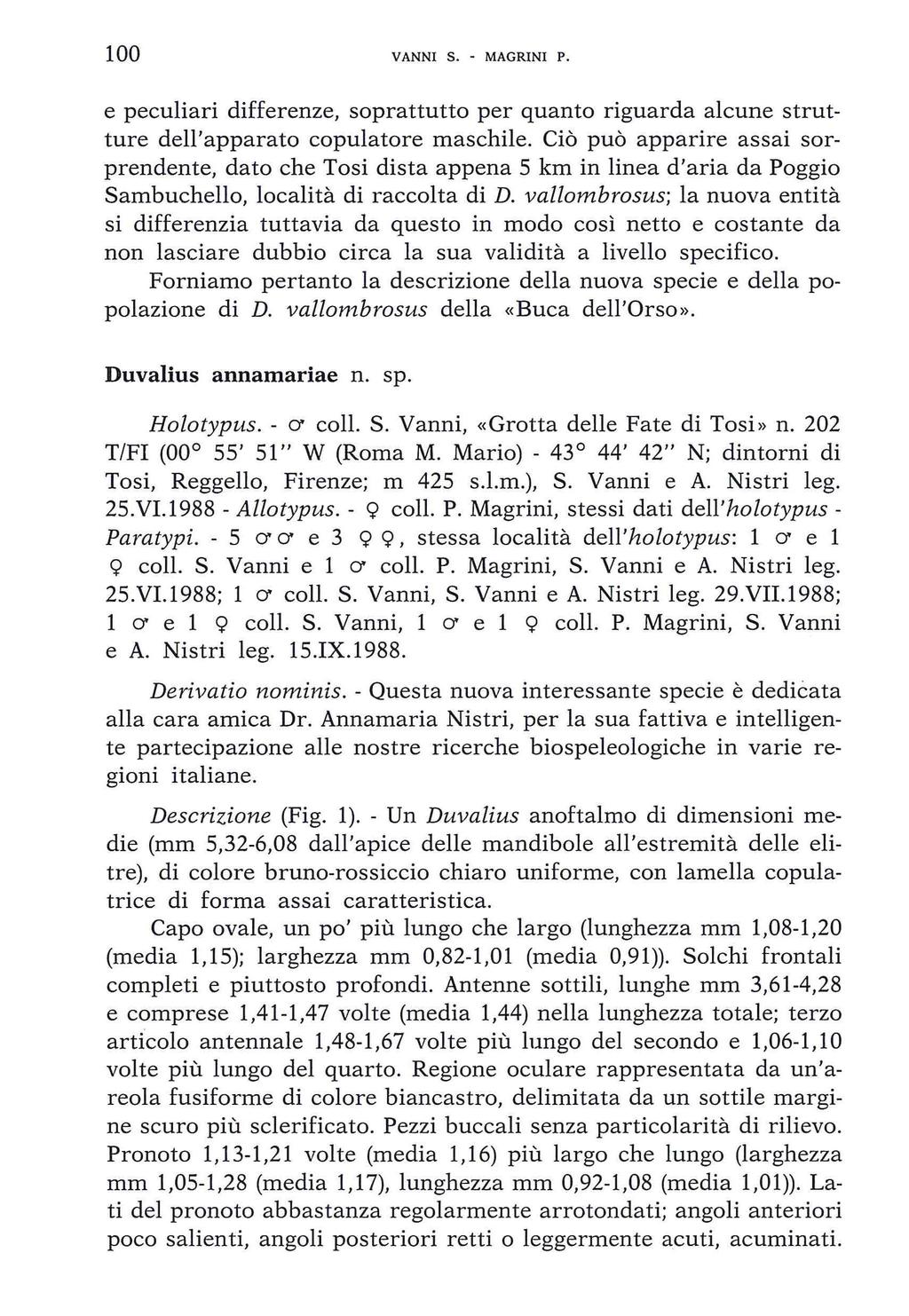 100 VANNI S. - MAGRINI P. e peculiari differenze, soprattutto per quanto riguarda alcune strutture dell'apparato copulatore maschile.