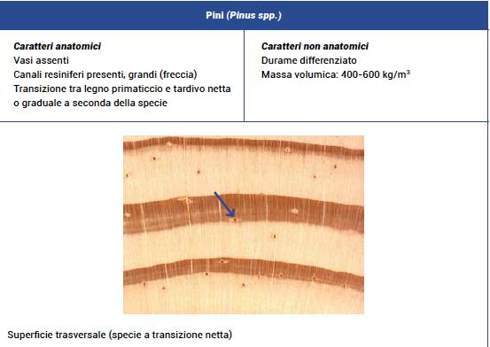 Caratteristiche legname Pino Nero Alburno e durame differenziati: soprattutto nelle piante