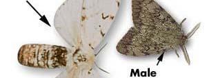Moth (Lymantria dispar)