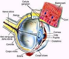 DVOC: spettro di disordini visivi Ocular Visual Impairment Vizi refrattivi Anomalie