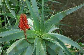 ALOE ARBORESCENS L Aloe Arborescens Miller della famiglia delle Liliaceae ha foglie lunghe tra i 50 e i 60 cm e peso dai 10 gr all etto.