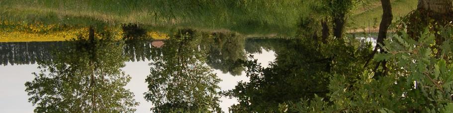 dei Piomboni, Pineta di Punta Marina Pineta di Cervia Salina di