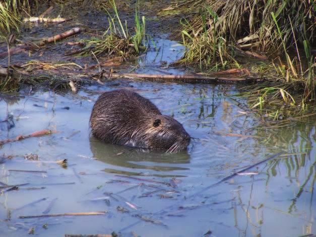 Allegato E: Contenuti della Valutazione di Incidenza - Parco del Delta del Po.