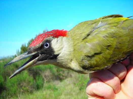 Picchio verde Dei 120 uccelli di specie particolarmente protetta, 43