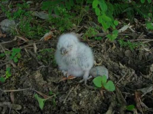 nidiacei appena involati e non ancora perfettamente in grado di volare che