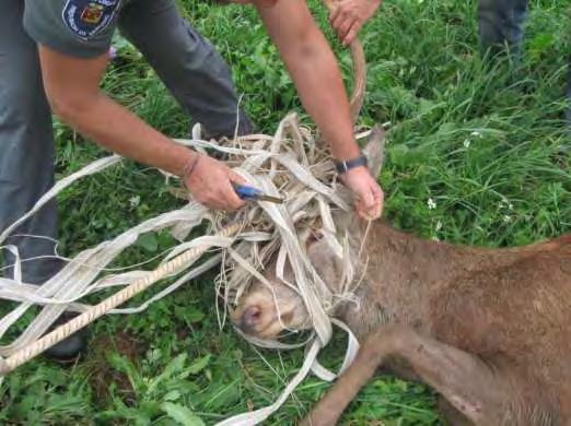 MAMMIFERI Complessivamente sono stati recuperati 520 mammiferi, di cui 335 ungulati e 185 di altre specie, registrando, rispetto al 2013 - caratterizzato da consistenti nevicate di fine inverno - un