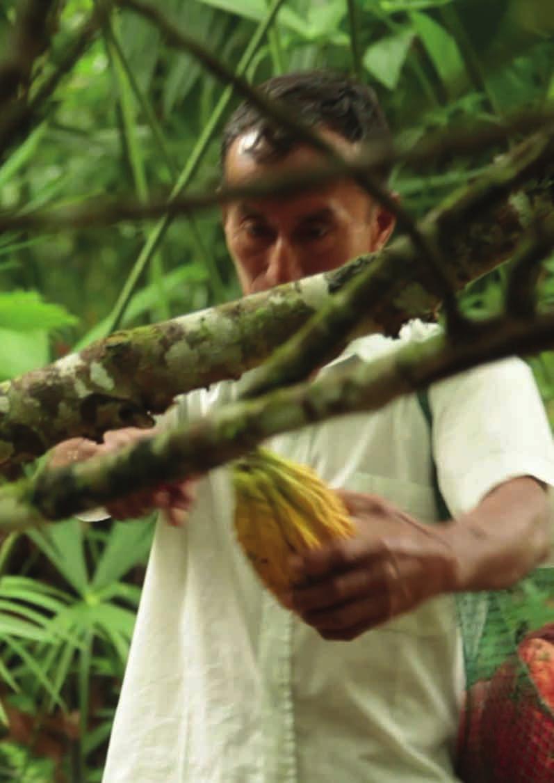 pianta del cacao in puro cioccolato