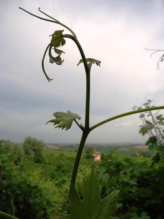 VITE Famiglia: Vitaceae Genere: Vitis Specie: Vitis vinifera L.