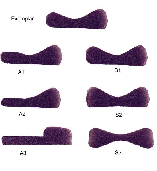 VISIONE EMBODIED ESTENSIONE DI PAROLE Smith, 2004: : Con bambini di 18-24 mesi. Compito: decidere quale oggetto appartiene alla stessa categoria dell esemplare esemplare di partenza.