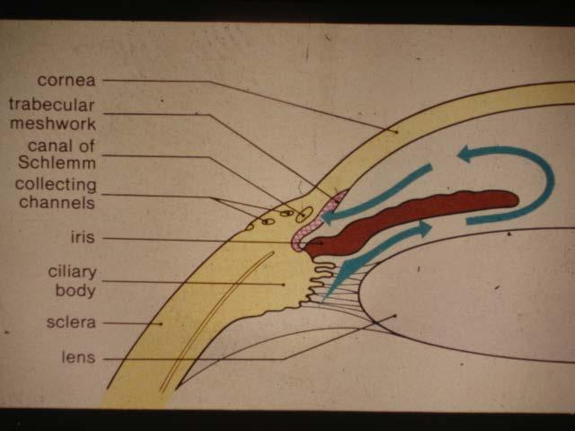 Fisiologia dell umore acqueo produzione di