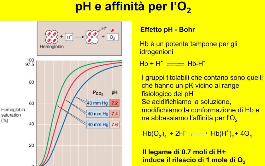 Effetto Bohr: risposta dell Hb a variazioni del