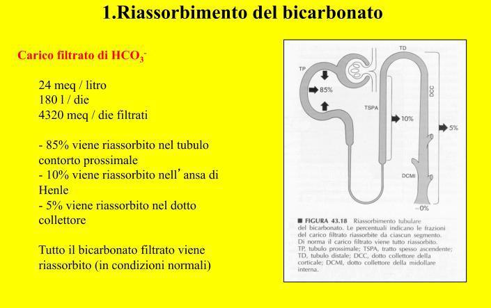 Ruolo del rene nel mantenimento del bilancio acido-basico Per mantenere l equilibrio acido base i reni devono: Eliminare gli ioni H+ prodotti Riassorbire tutto il bicarbonato Il filtrato glomerulare