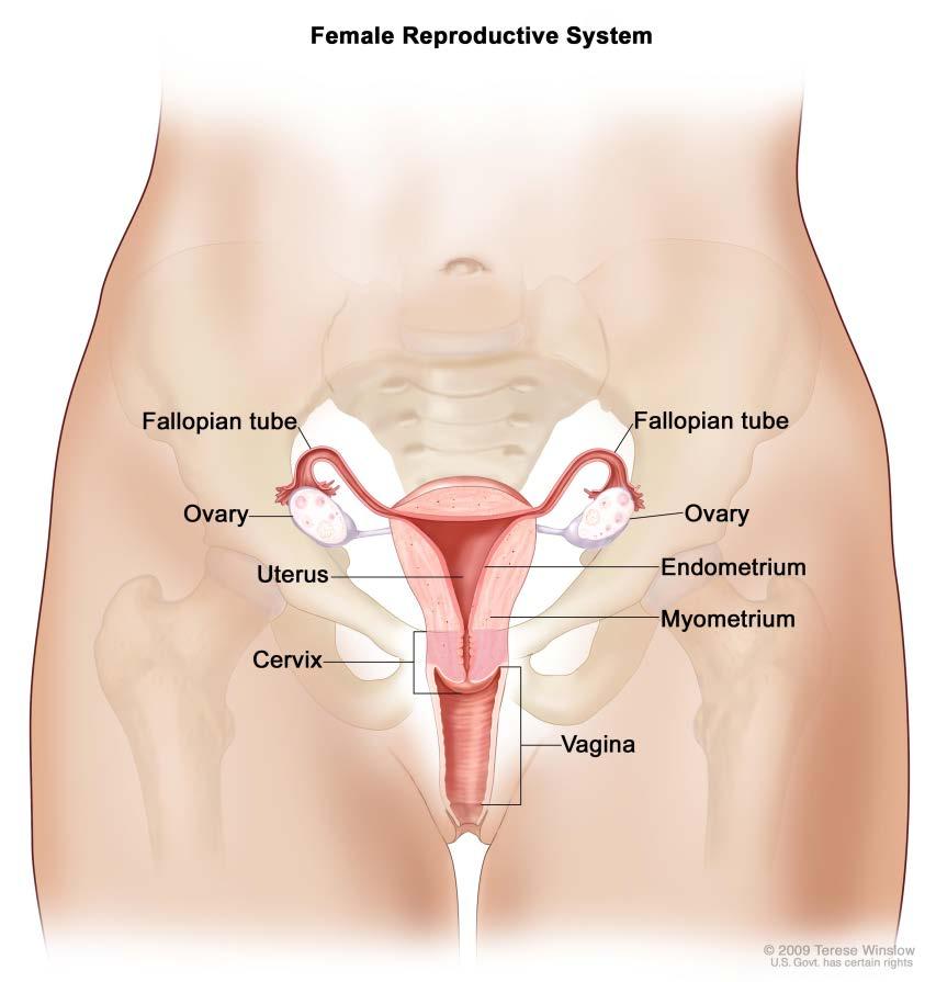 ATS DI BRESCIA: PROGRAMMI DI SCREENING ORGANIZZATI ATTIVI Screening per la diagnosi precoce del tumore della mammella (dal 1987) Donne 50-69 anni Mammografia bilaterale con doppia lettura ogni 2 anni