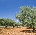 t Dalle ore 13 alle 14,30 PICCOLA COLAZIONE Sarà