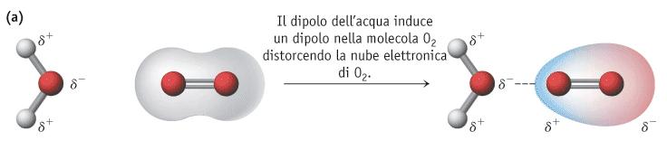 FORZE INTERMOLECOLARI CHE COINVOLGONO MOLECOLE NON POLARI 9 FORZE DIPOLO / DIPOLO INDOTTO (1) Come possono molecole