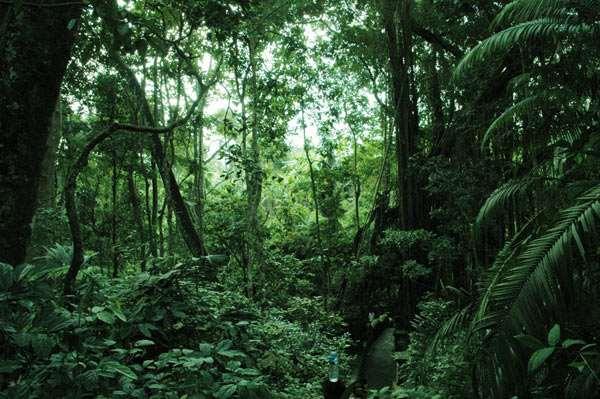 Ambienti di foresta equatoriale Latitudine: 10 Nord e 5 Sud Temperature elevate (25-30 )