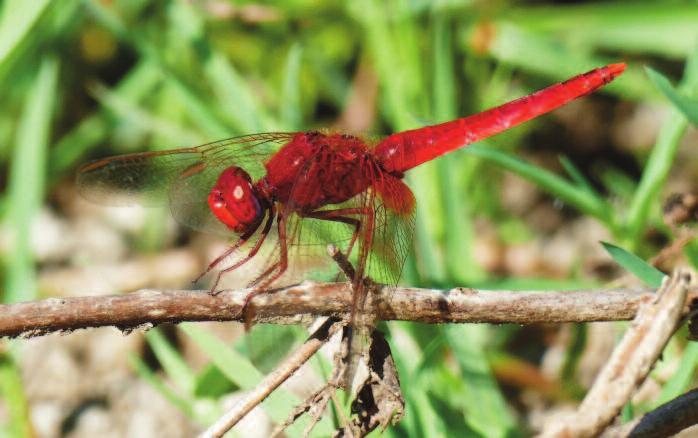 12 Frecciarossa. Tipica specie colonizzatrice, di colore rosso acceso, è particolarmente abbondante nel parco come altrove nel Lazio. A fronte Raganella.