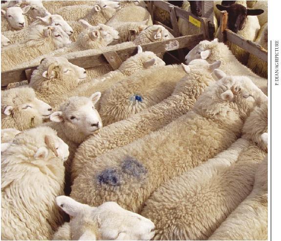 , E difficilmente distinguibile dalla BSE nelle pecore L Unione