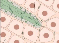 Capillari I prodotti di scarto e l anidride carbonica passano dalle