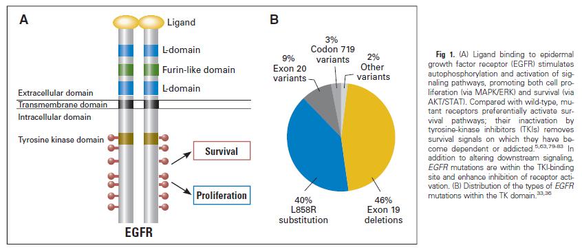 Distribuzione della mutazione dell EGFR in