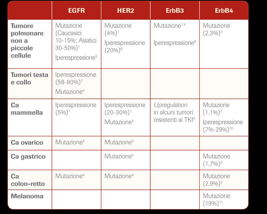 Tutti i recettori della famiglia ErbB promuovono la crescita e la progressione di numerosi tipi di tumori L attivazione aberrante dei 4 recettori della