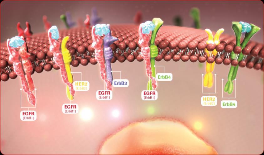 La omo- e la etero-dimerizzazione dei recettori della famiglia ErbB attivano meccanismi che contribuiscono alla crescita tumorale Il legame tra i recettori della famiglia ErbB e i rispettivi ligandi
