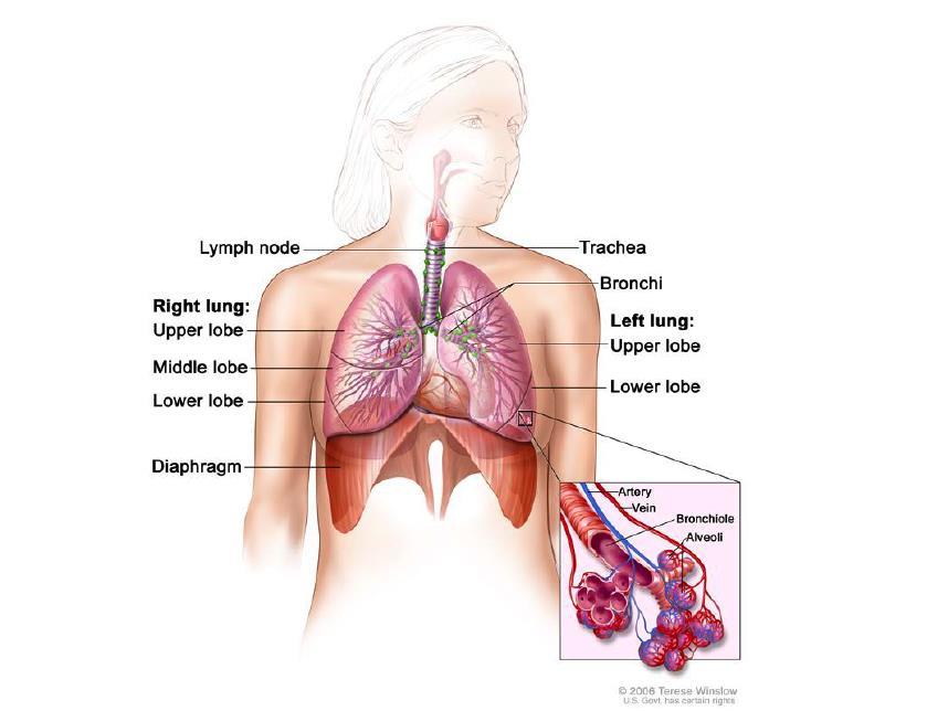 Anatomia del sistema respiratorio che mostra la trachea ed entrambi I polmoni con i lobi e le vie respiratorie.