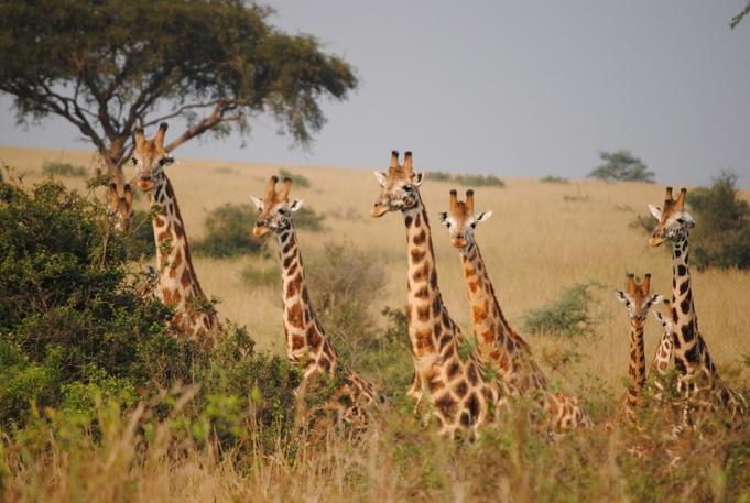 Vi imbatterete in mandrie di elefanti, giraffe, antilopi, bufali, anatre, leoni e diverse specie