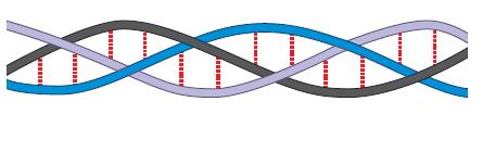 IL collagene L unità fondamentale è il