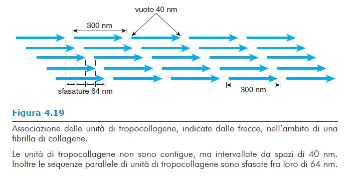 Una fibrilla di collagene Nell osso in via di calcificazione questi vuoti