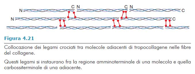 Le fibrille sono stabilizzate da 2 tipi di legami covalenti