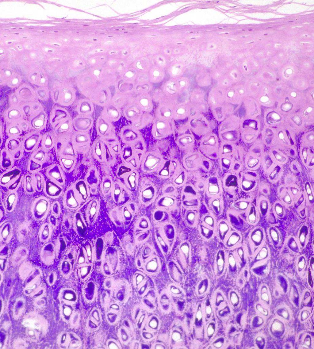 Cartilagine elastica Localizzata in: Epiglottide Tuba uditiva Padiglione auricolare Meato uditivo esterno Differenze con la cartilagine