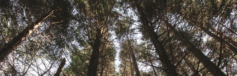 21 DICEMBRE - 20 MARZO Lunedì Andar per erbi Escursione botanico/naturalistica A passeggio nella natura per trovare e raccogliere gli erbi selvatici, una pratica ben radicata in Garfagnana e tutta la