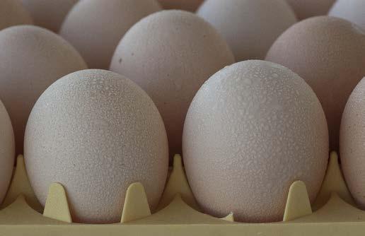 ROSS RIPRODUTTORI MANUALE DI GESTIONE: Gestione delle uova da cova in azienda Tabella 20: Relazione tra durata e temperature dello stoccaggio delle uova.