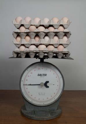 ROSS RIPRODUTTORI MANUALE DI GESTIONE: Gestione in Deposizione (15 settimane Picco di Produzione) Peso dell uova e controllo del mangime L'andamento del peso giornaliero delle uova agisce come un