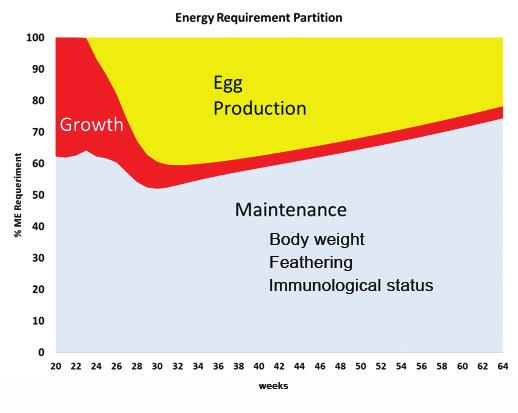 ROSS RIPRODUTTORI MANUALE DI GESTIONE: Gestione in Produzione (Picco a fine ciclo) Figura 57: Componenti della richiesta di energia totale dei riproduttori tra le 20 e le 64 settimane di età.