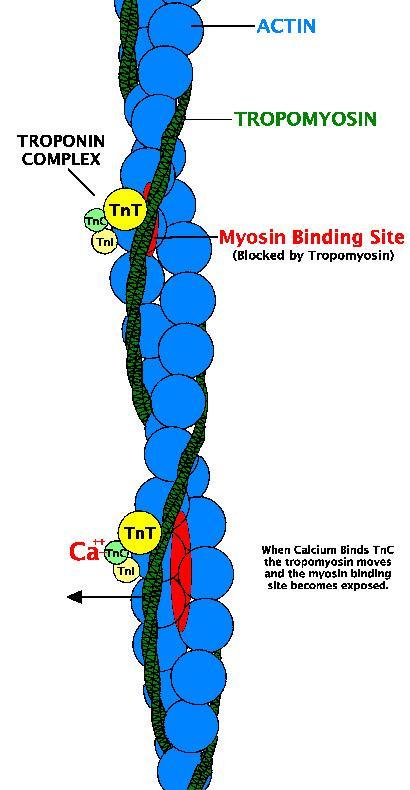 Troponina TnT Legame Tn-tropomiosina