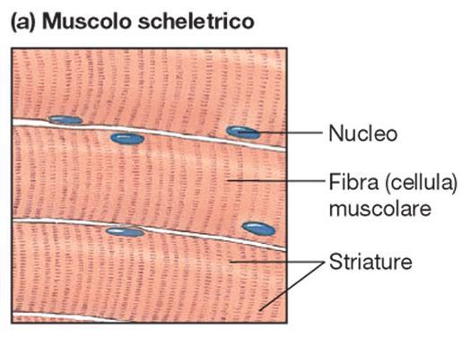 Le fibre muscolari scheletriche appaiono striate e multinucleate. Controllano i movimenti del corpo.