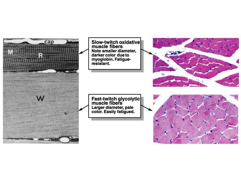 Fibre muscolari ossidative lente Fibre muscolari glicolitiche rapide La grande quantità di mioglobina, numerosi mitocondri(m) e un estesa