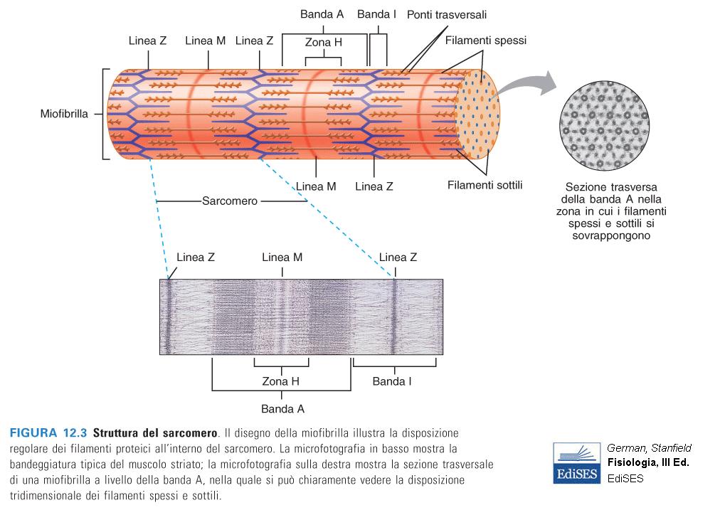 Struttura sarcomero Quando osservate al microscopio esse presentano una striatura.