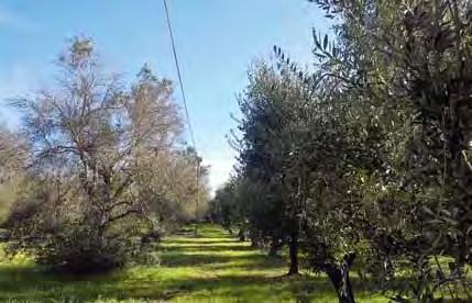 STATO DELL ARTE E PROSPETTIVE FUTURE Resistenza a Xylella fastidiosa in diverse cultivar di olivo OSSERVAZIONI E RILIEVI di campo integrati da saggi diagnostici effettuati su diverse cultivar in un